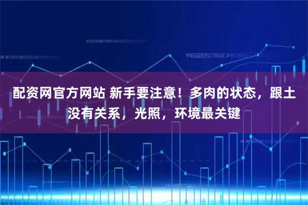 配资网官方网站 新手要注意！多肉的状态，跟土没有关系，光照，环境最关键